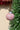 Puebla - Ornament (Pink)