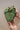 Corazon Nopal #1